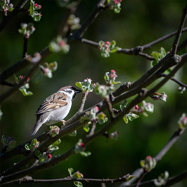 Wordpress woocommerce vogelhuisjes en inbouwstenen